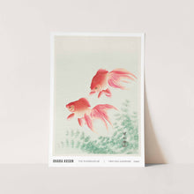 Load image into Gallery viewer, Two Veil Goldfish Art Print