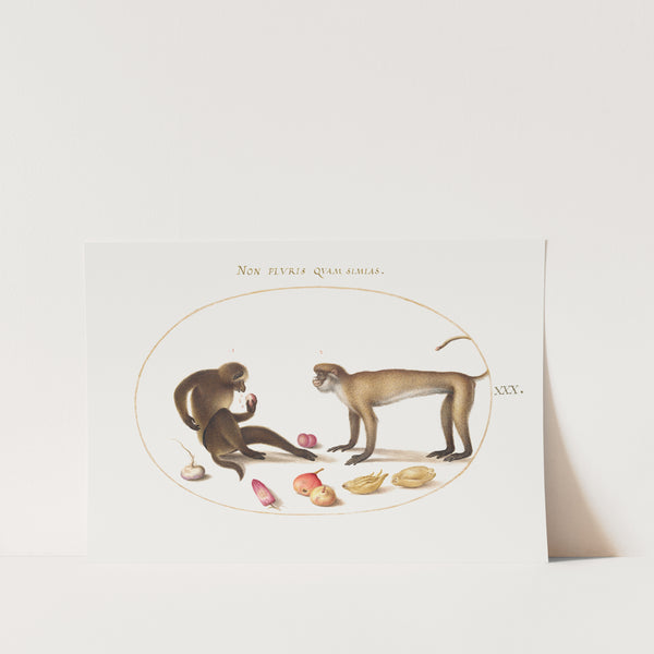 Two monkeys by Joris Hoefnagel Art Print