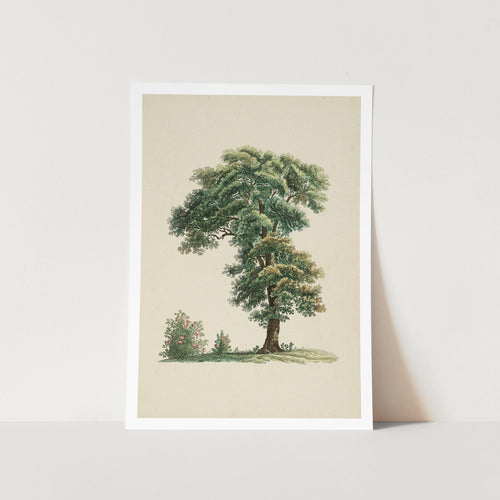 Vintage Large Tree Art Print