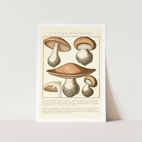 Vintage Mushroom Family Art Print