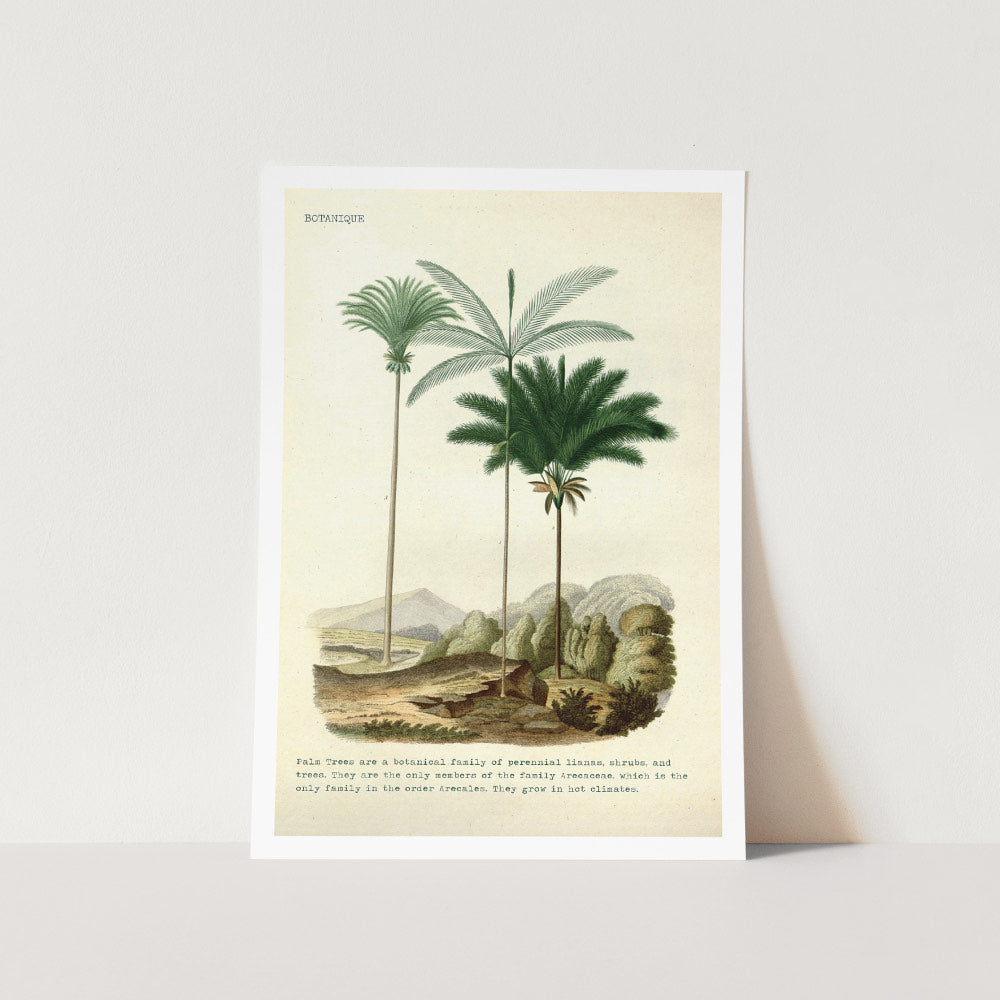 Vintage Palm Tree Detail Art Print