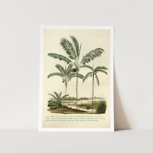 Vintage Palm Trees Water Art Print