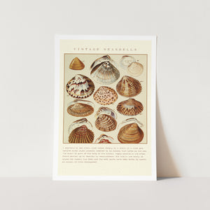 Vintage Sea Shells Detail Art Print