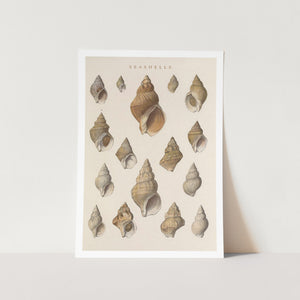 Vintage Sea Shells Art Print