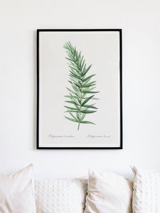 whorled solomon's seal framed black art print