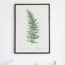 Load image into Gallery viewer, Whorled Solomon&#39;s Seal Plant Art Print